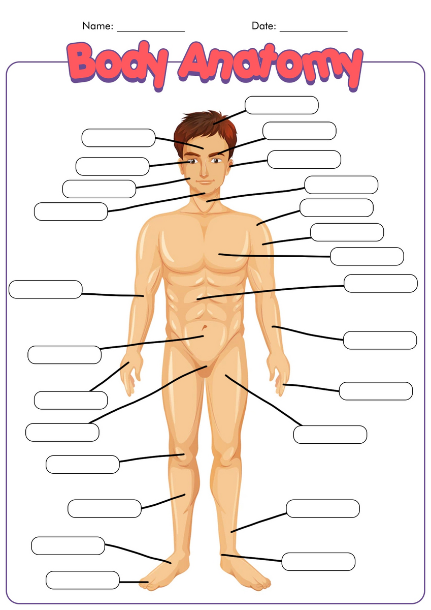 12 Blank Anatomy Worksheets Free PDF At Worksheeto 12 Blank Anatomy Worksheets Free PDF At Worksheeto
