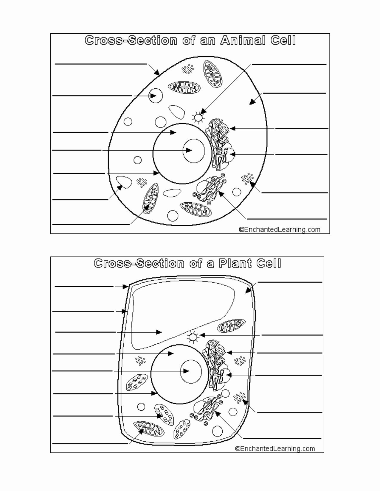 18 Plant And Animal Cells Ideas To Save Today Animal Cell Plant And Animal Cells Science Cells And More