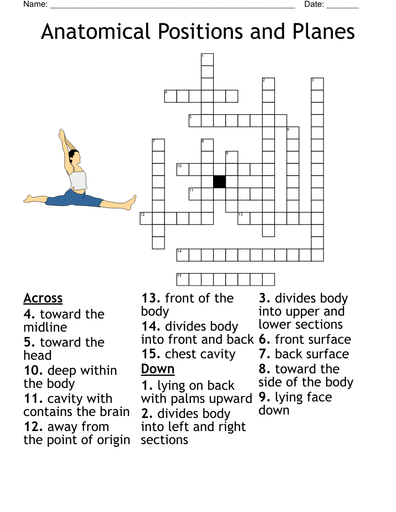 Anatomical Terms Worksheet WordMint