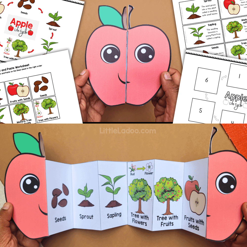 Apple Life Cycle Craft Printable Apple Life Cycle Free Worksheet SKOOLGO