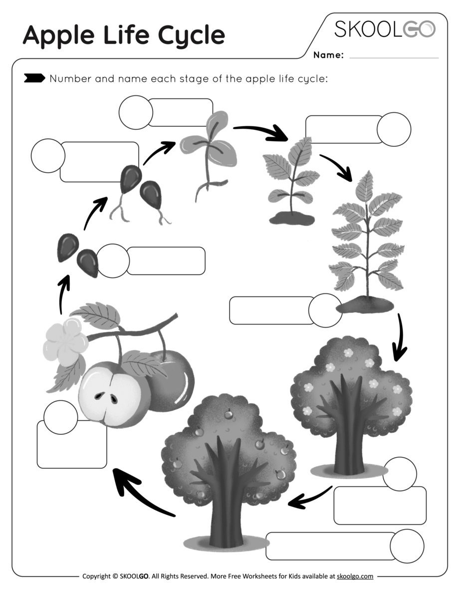 Apple Life Cycle Free Worksheet SKOOLGO Apple Life Cycle Free Worksheet SKOOLGO