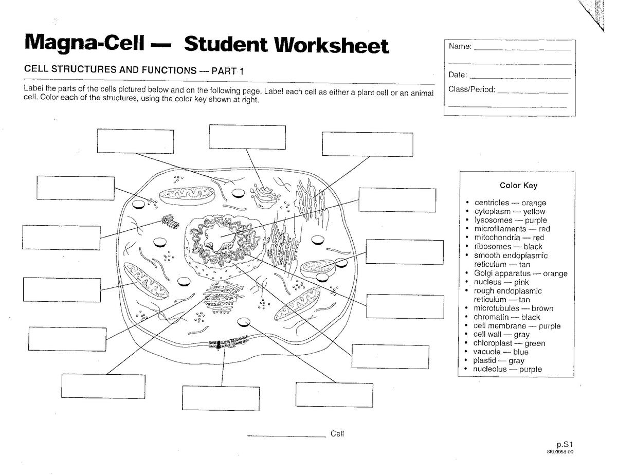 Cells Mrs Musto 7th Grade Life Science Printable 7th Grade Science Worksheets Download