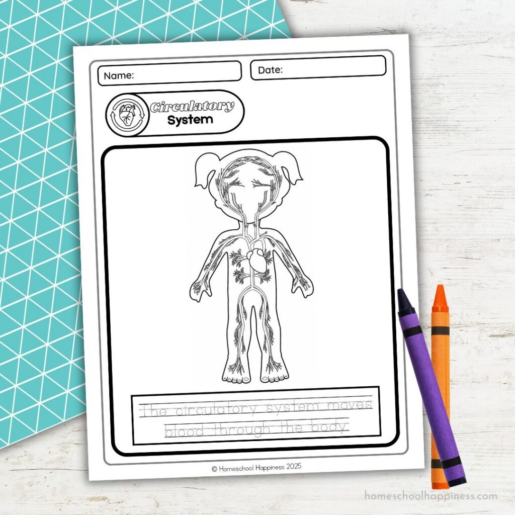 Circulatory System Coloring Sheet For Homeschool Kids Circulatory System Worksheets Free Coloring Pages PDF Printables And Worksheets Lesson Tutor