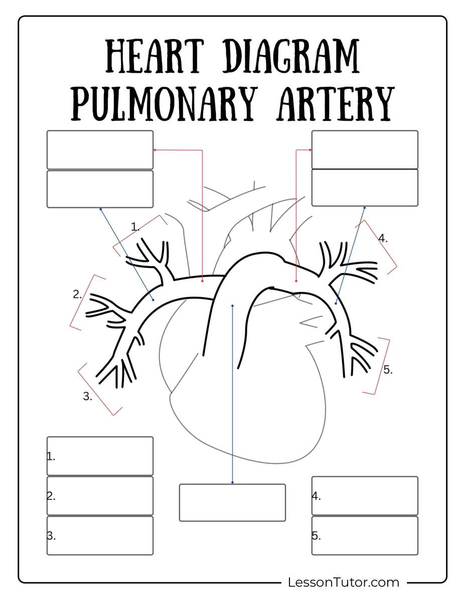 Circulatory System Worksheets Free Coloring Pages PDF Printables And Worksheets Lesson Tutor Circulatory System Worksheets Free Coloring Pages PDF Printables And Worksheets Lesson Tutor