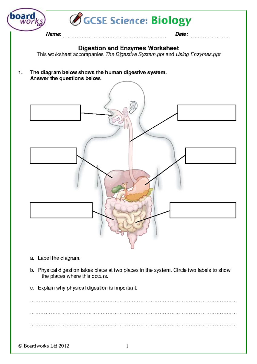Digestion And Enzymes Worksheet Bio 101 Studocu Digestion And Enzymes Worksheet Bio 101 Studocu