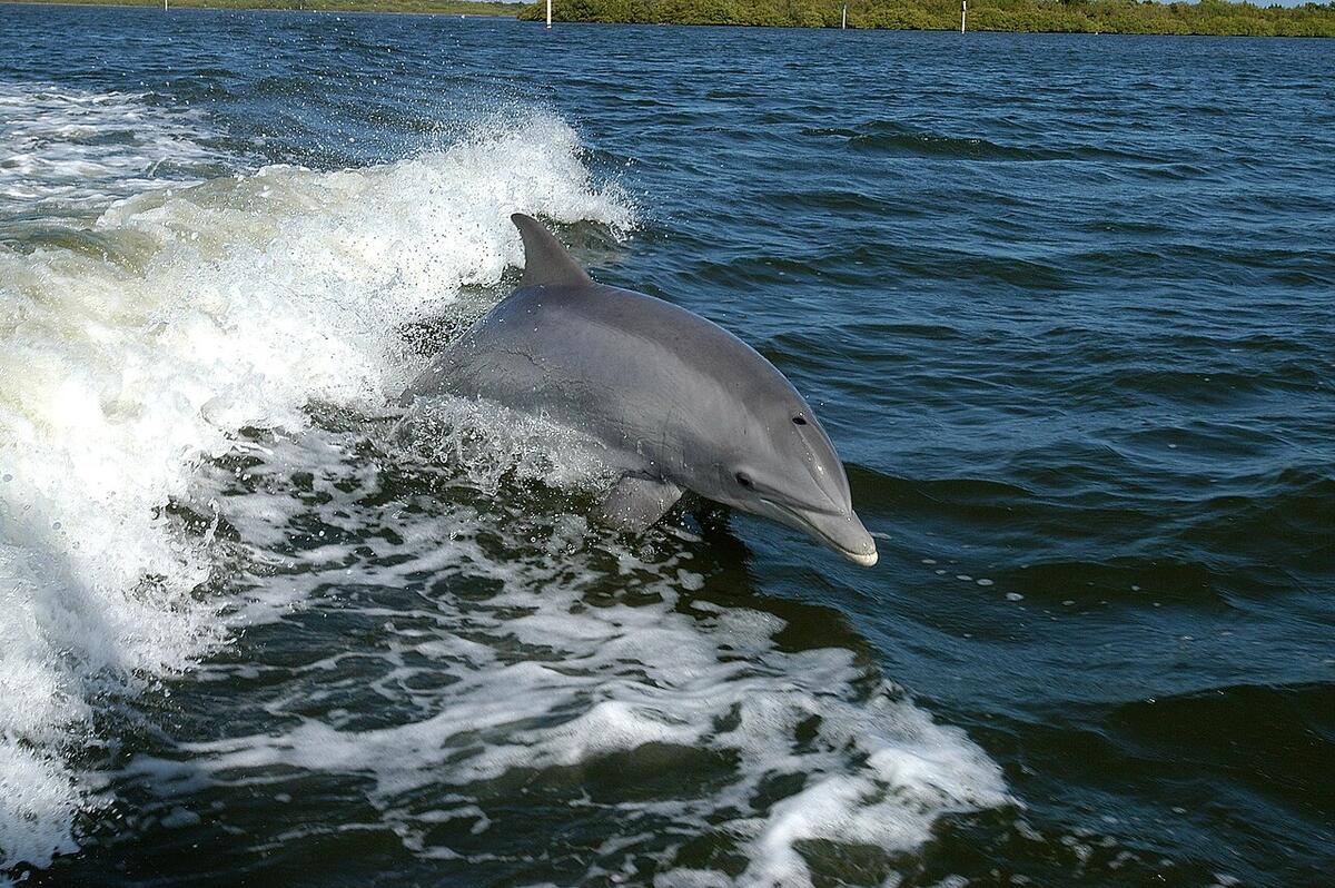 Dolphin Wikipedia