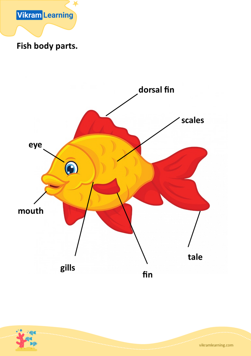 Download Fish Body Parts Worksheets Vikramlearning Worksheets Library Download Fish Body Parts Worksheets Vikramlearning Worksheets Library