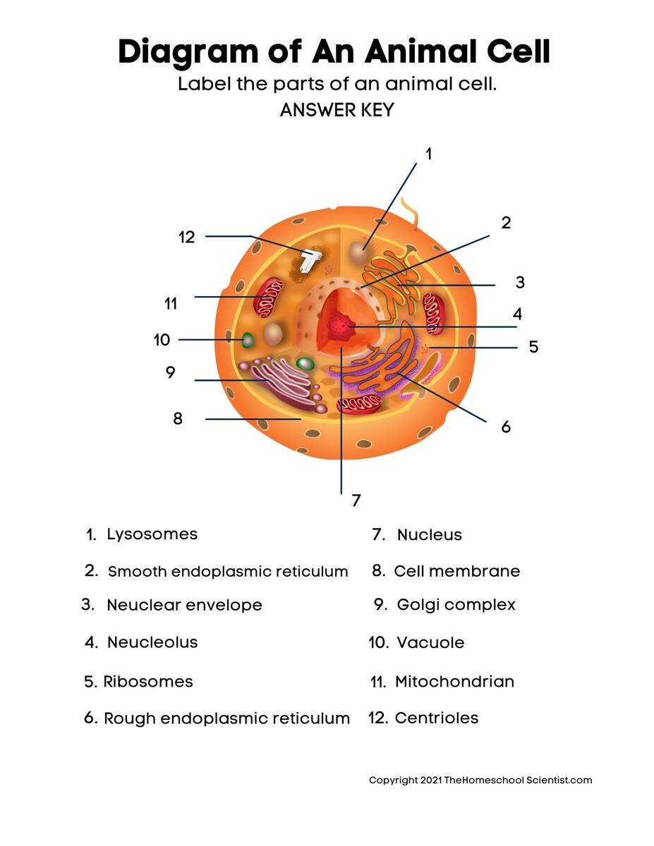 Free Biology Cell Worksheets And Flashcards The Homeschool Scientist Worksheets Library Biology Worksheets Notes And Quizzes PDF And PNG