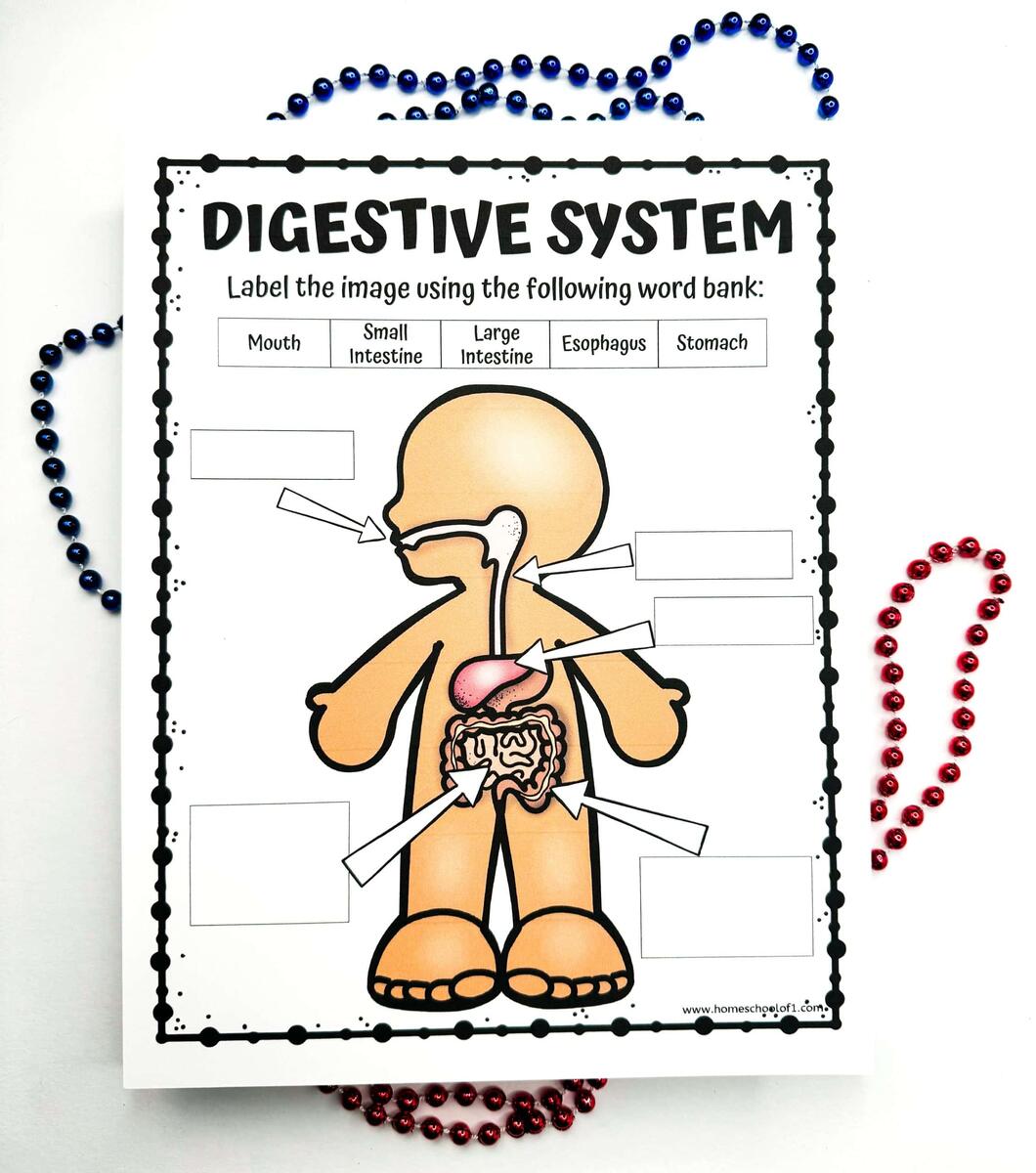 Free Digestive System Labeling Worksheet Free Digestive System Labeling Worksheet