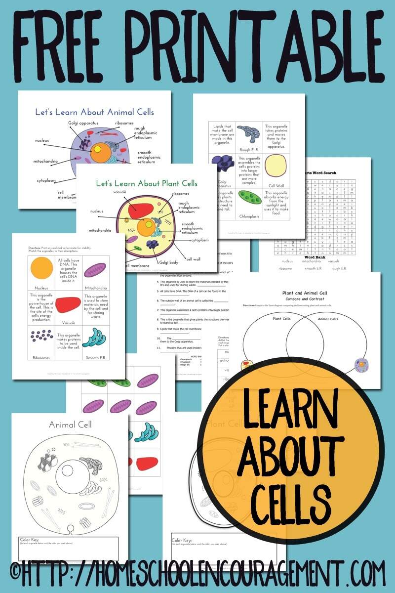 FREE Plant And Animal Cell Printables FREE Plant And Animal Cell Printables
