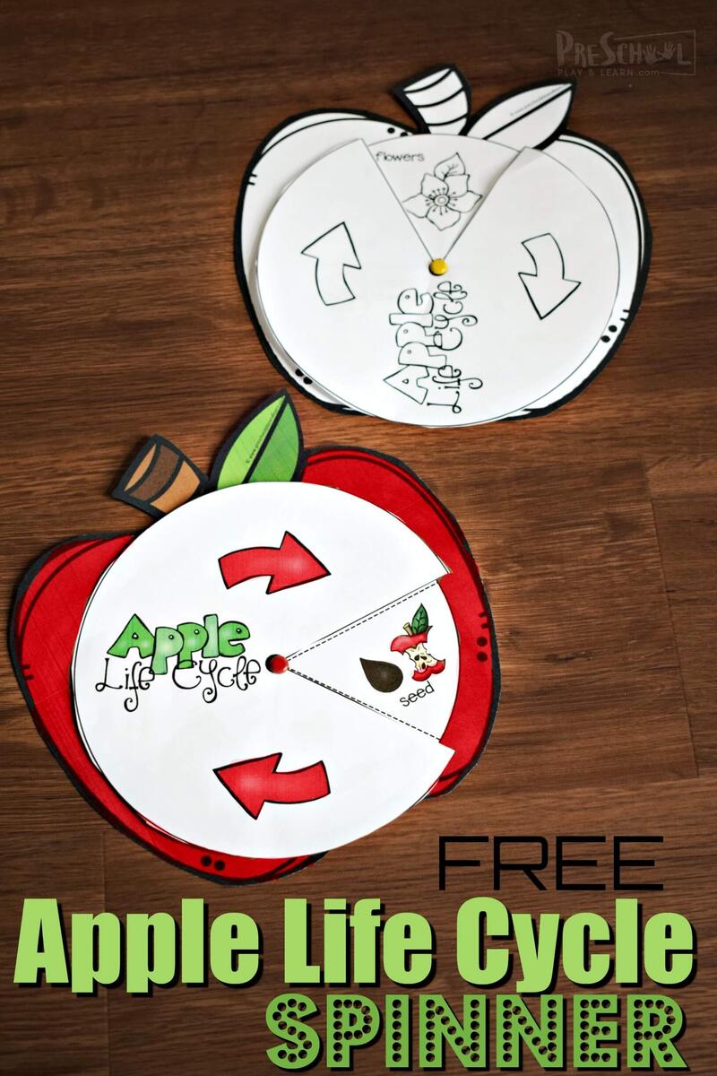 FREE Printable Apple Life Cycle Spinner Activity Printable Life Cycle Of An Apple Worksheet