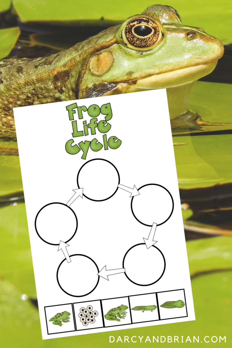 Frog Life Cycle Printable And Activities For Hands On Science Lessons Frog Life Cycle Printable And Activities For Hands On Science Lessons