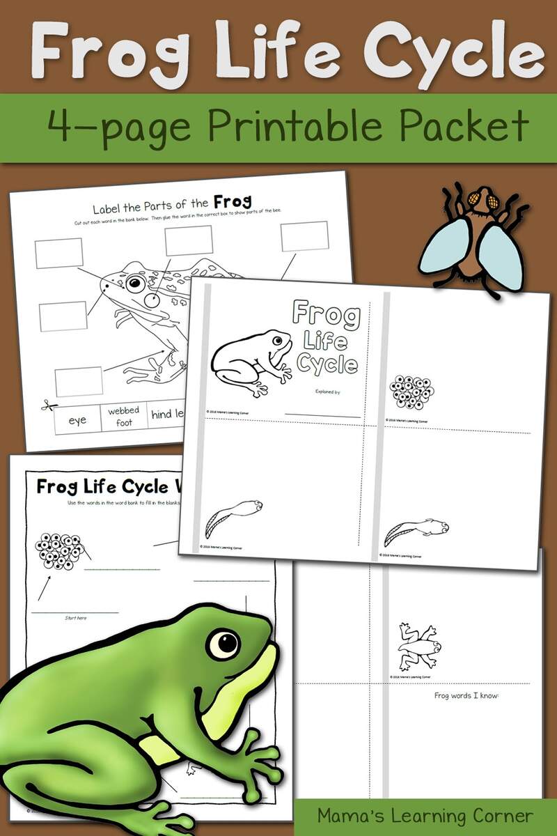 Frog Life Cycle Worksheets Mamas Learning Corner Frog Life Cycle Worksheets Mamas Learning Corner