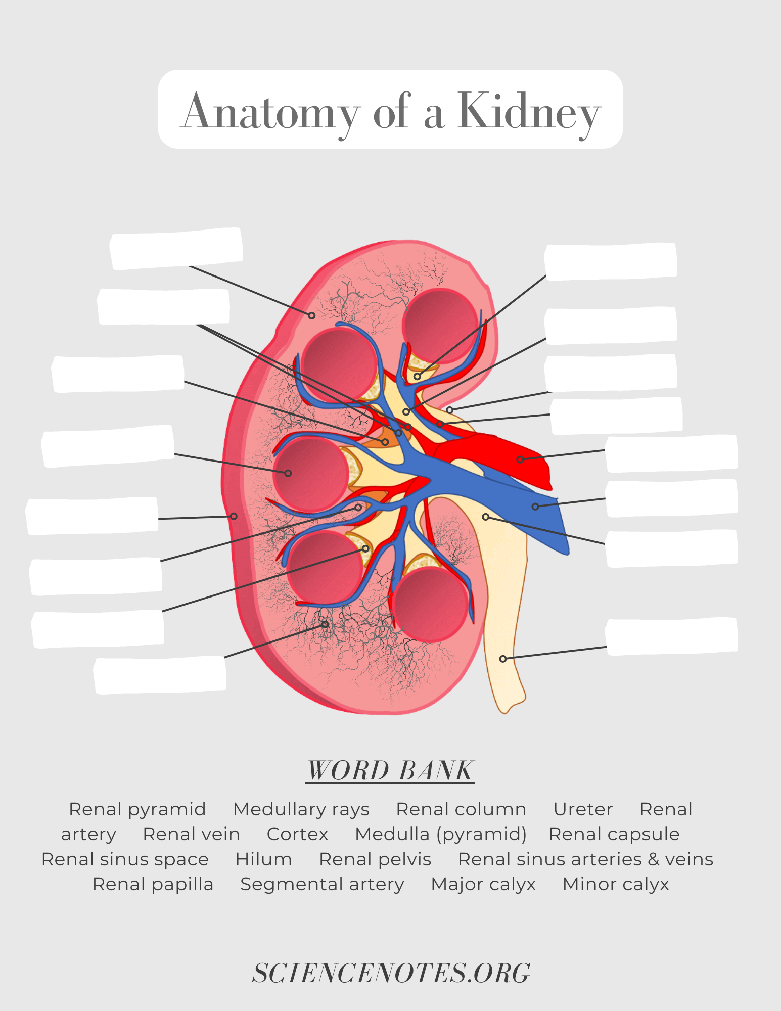 Human Anatomy Worksheets And Study Guides Anatomy Physiology Worksheet WordMint