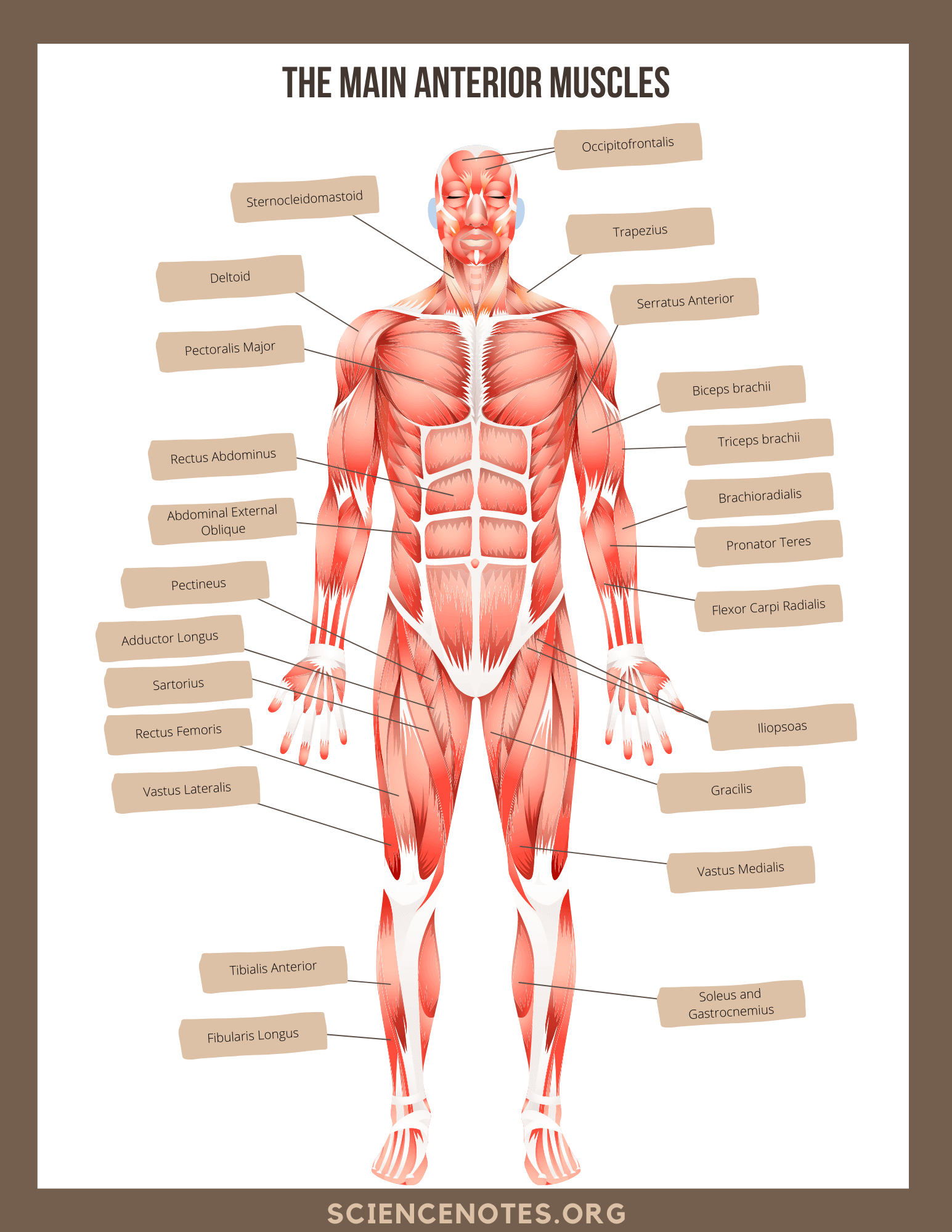 Human Anatomy Worksheets And Study Guides Skeleton System Worksheets Free Coloring Pages PDF Printables And Worksheets Lesson Tutor