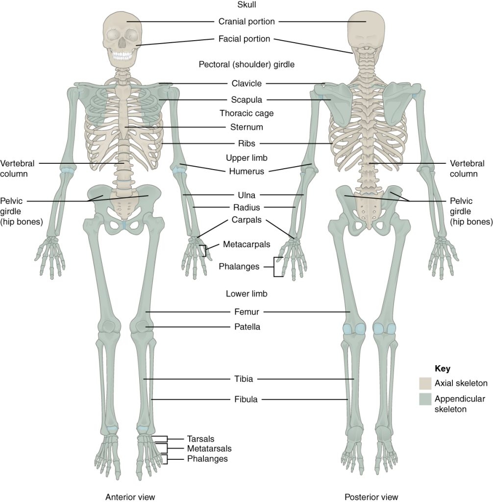 Lab 5 Skeletal System II Appendicular Skeleton And Joints Fundamentals Of Human Anatomy Laboratory Manual Lab 5 Skeletal System II Appendicular Skeleton And Joints Fundamentals Of Human Anatomy Laboratory Manual