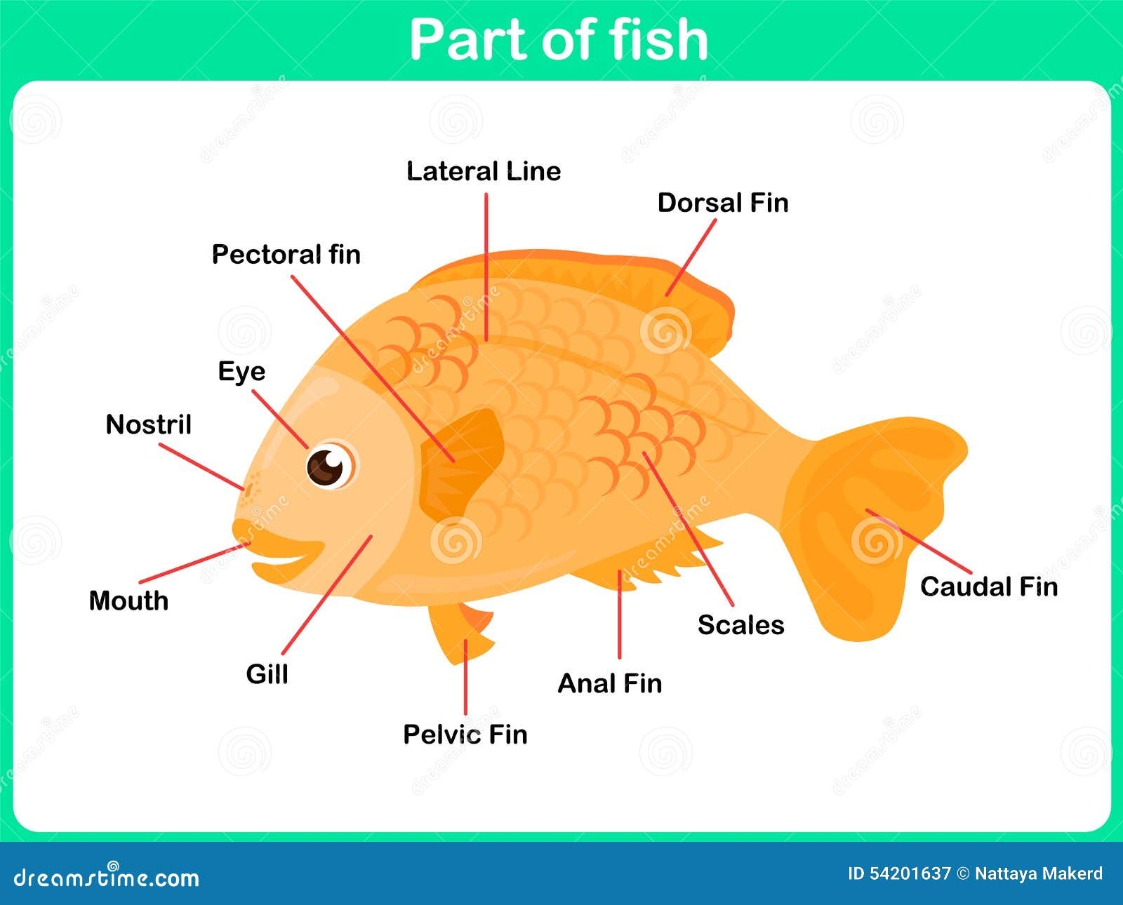 Leaning Parts Of Fish For Kids Worksheet Stock Vector Illustration Of Drawing Scalable 54201637