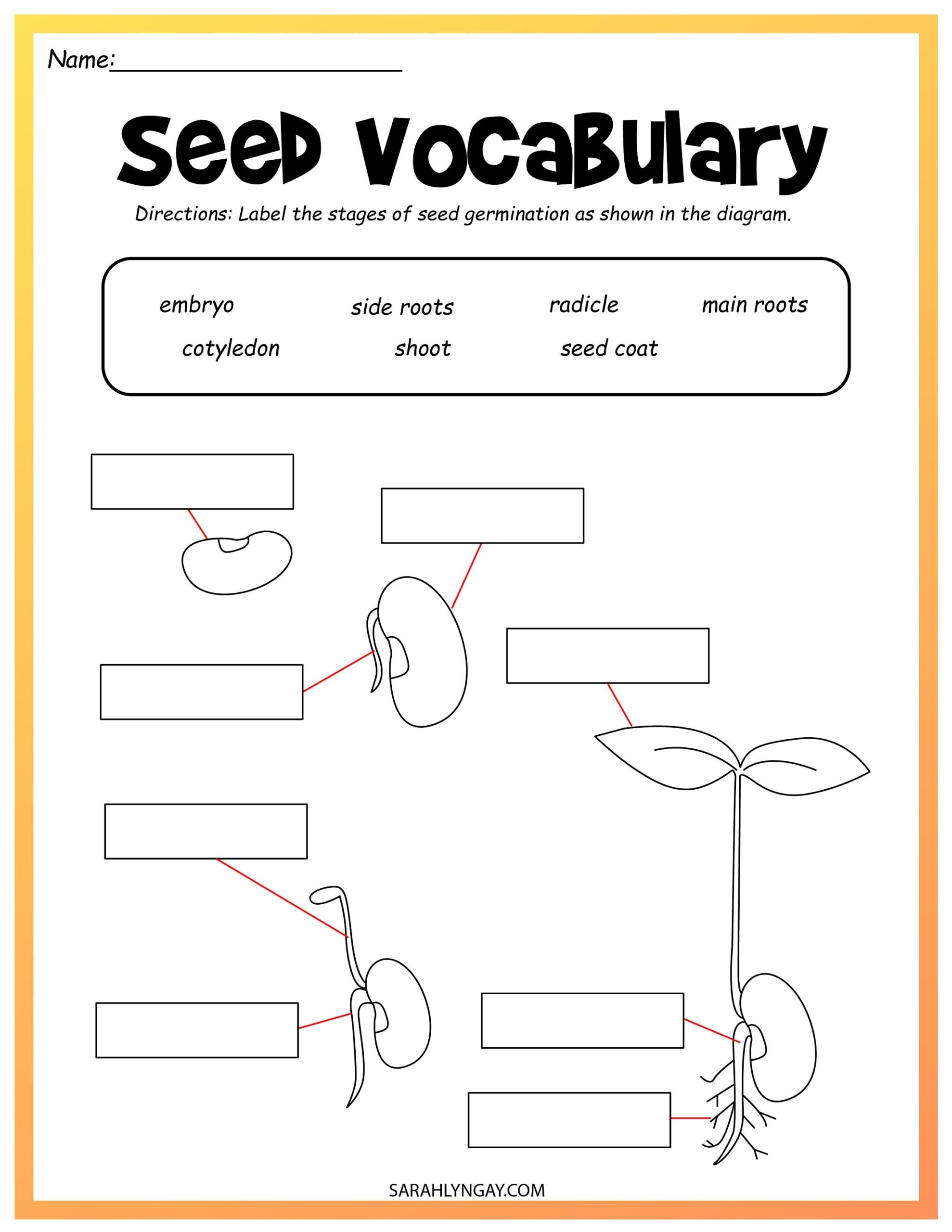 Life Cycle Of A Bean Bean Life Cycle Instant Download STEM Workbook Digital Download Kid S Workbook Lima Beans Etsy