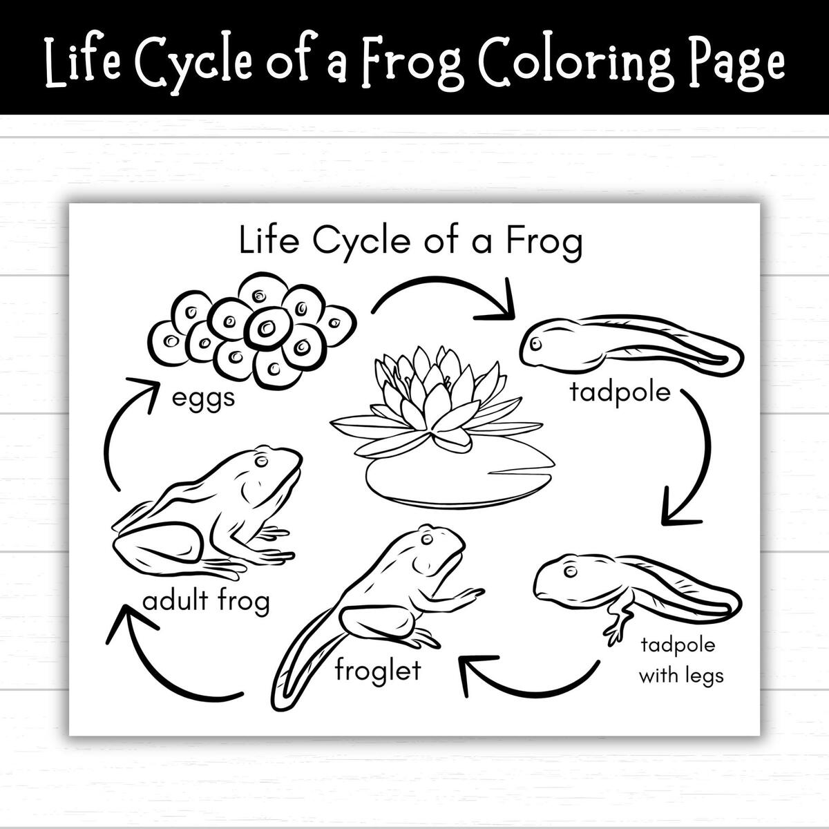 Life Cycle Of A Frog Coloring Page Frog Activities For Kids Frog Printable Frog Life Cycle Craft Pond Life Frog Science Nature Craft Etsy Israel