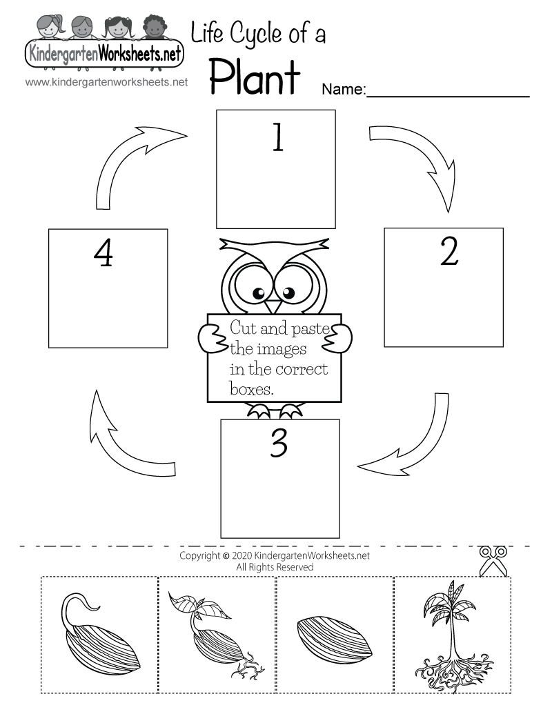 Plant Life Cycle Worksheet Bundle Free Printables