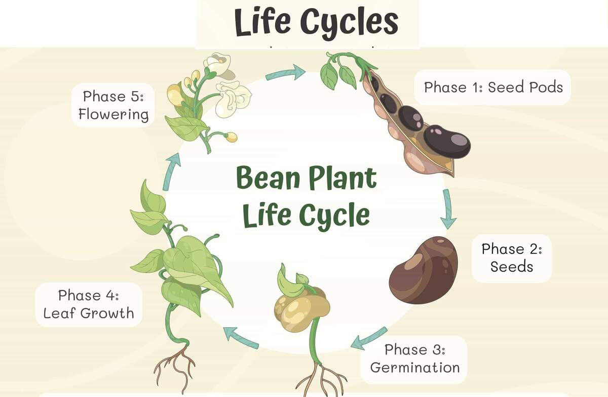 Life Cycles Worksheets Workybooks