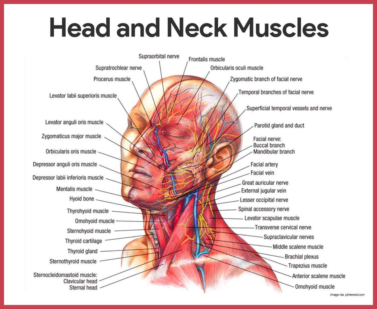 Muscular System Anatomy And Physiology Nurseslabs Muscular System Anatomy And Physiology Nurseslabs