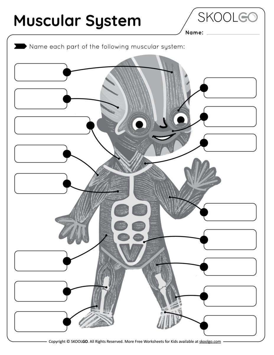 Muscular System Free Worksheet For Kids SKOOLGO Muscular System Anatomy And Physiology Nurseslabs