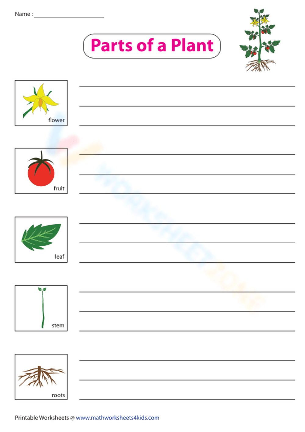 Parts Of A Plant And Their Functions Worksheet Parts Of A Plant And Their Functions Worksheet
