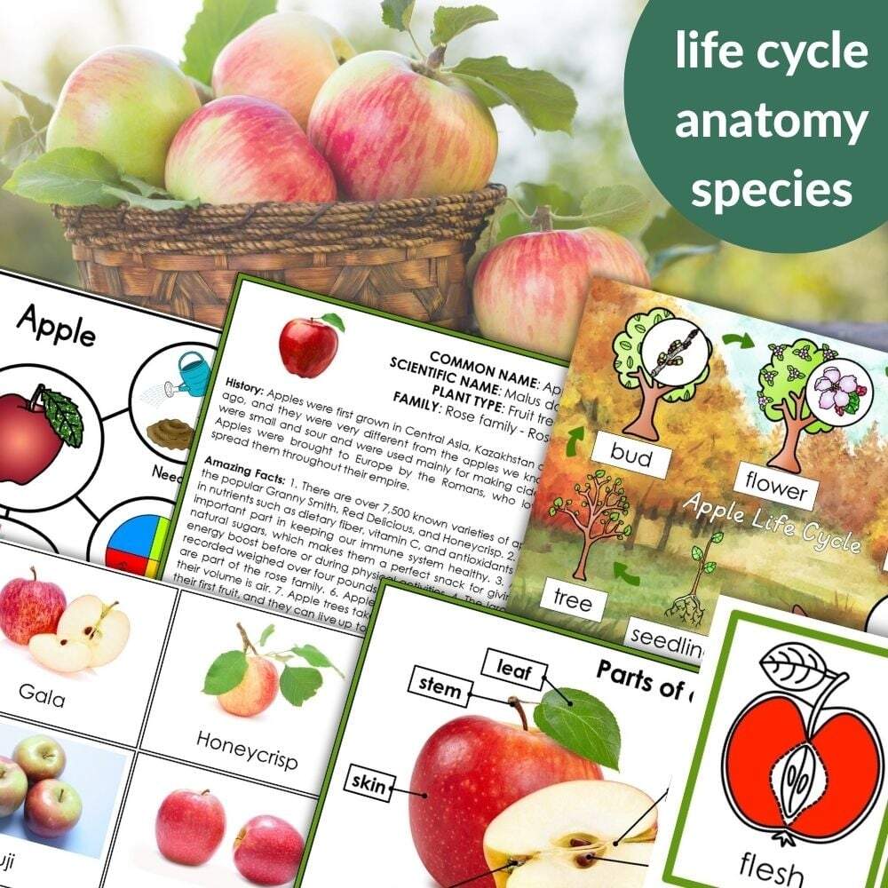 Parts Of An Apple Life Cycle Activities Montessori Nature Parts Of An Apple Life Cycle Activities Montessori Nature
