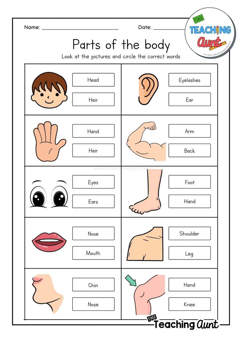 Parts Of The Body Worksheets The Teaching Aunt Customize 81 Body Parts Worksheets Templates Online Canva