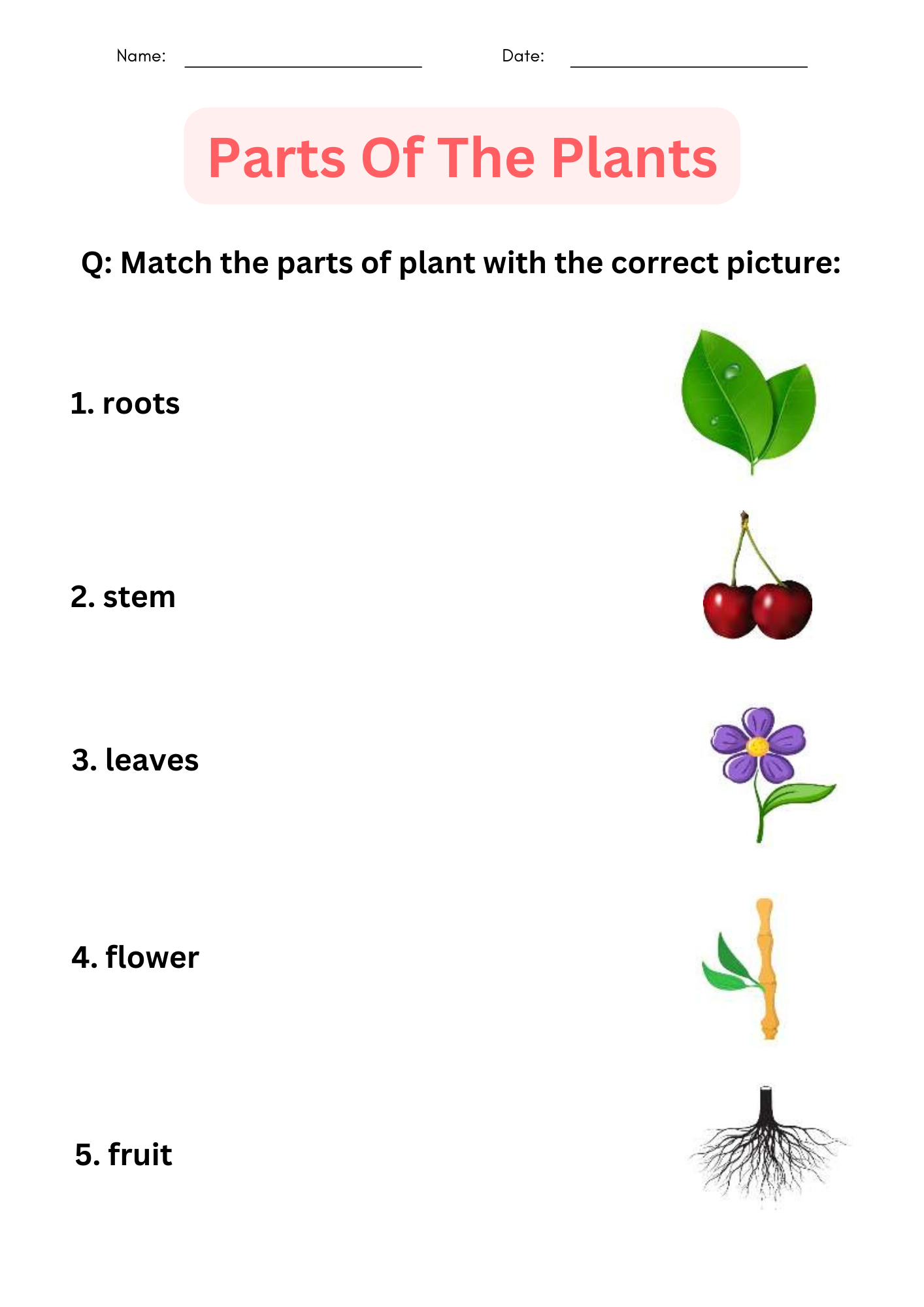Printable Activities Parts Of A Plant Worksheet For Kindergarten Made By Teachers Parts Of A Plant And Their Functions Worksheet