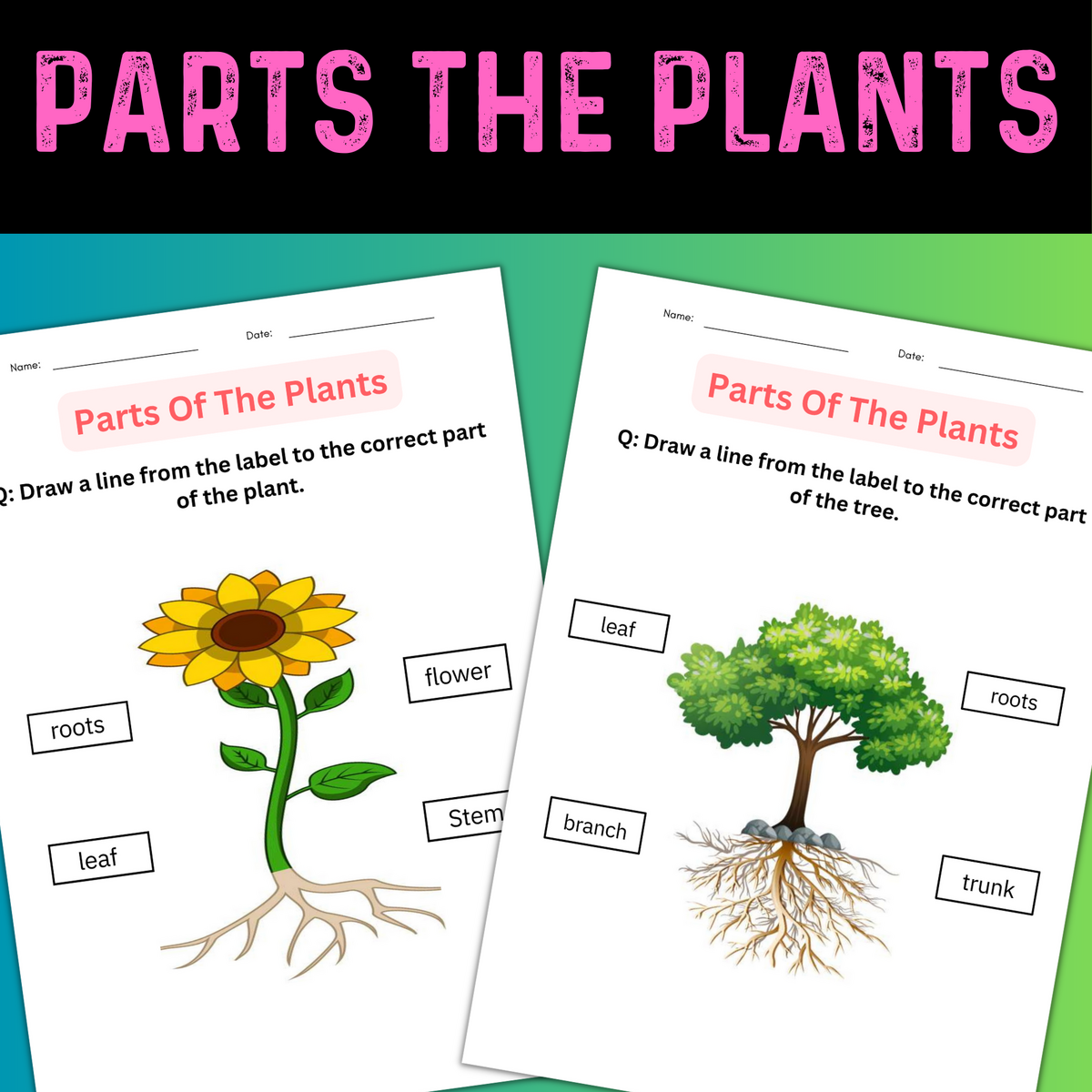 Printable Activities Parts Of A Plant Worksheet For Kindergarten Made By Teachers Printable Activities Parts Of A Plant Worksheet For Kindergarten Made By Teachers