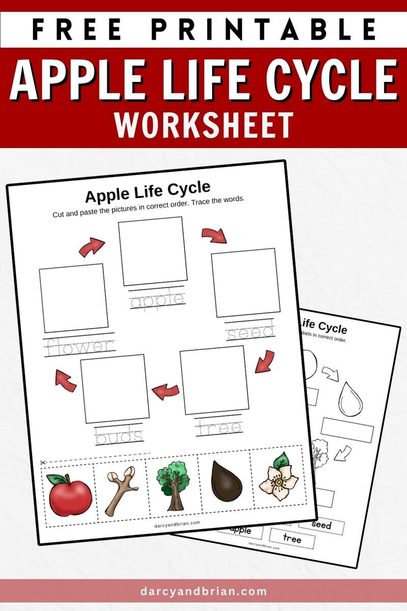 Printable Life Cycle Of An Apple Worksheet Printable Life Cycle Of An Apple Worksheet