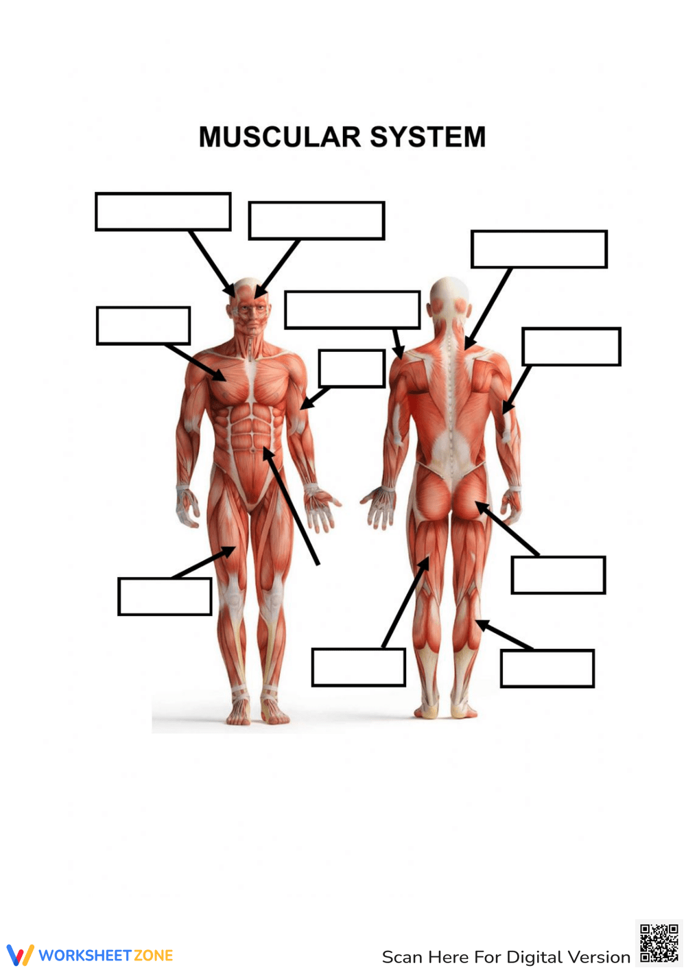 Printable Muscular System Worksheets Worksheets Muscle Anatomy 10 Free PDF Printables Printablee