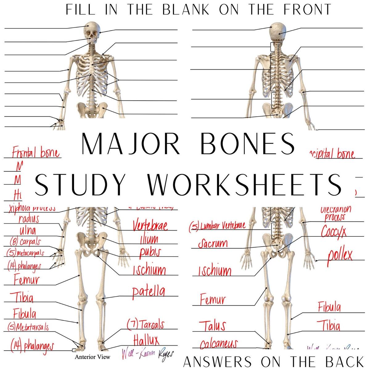 Human Skeleton Worksheet Vector Illustration Blank Educational Bone Scheme Stock Vector Illustration Of Diagram Body 157100658