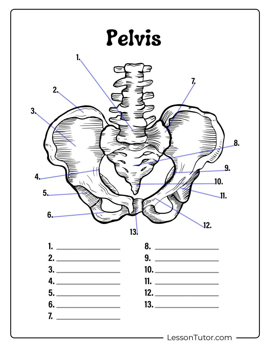 Skeleton System Worksheets Free Coloring Pages PDF Printables And Worksheets Lesson Tutor Skeleton System Worksheets Free Coloring Pages PDF Printables And Worksheets Lesson Tutor