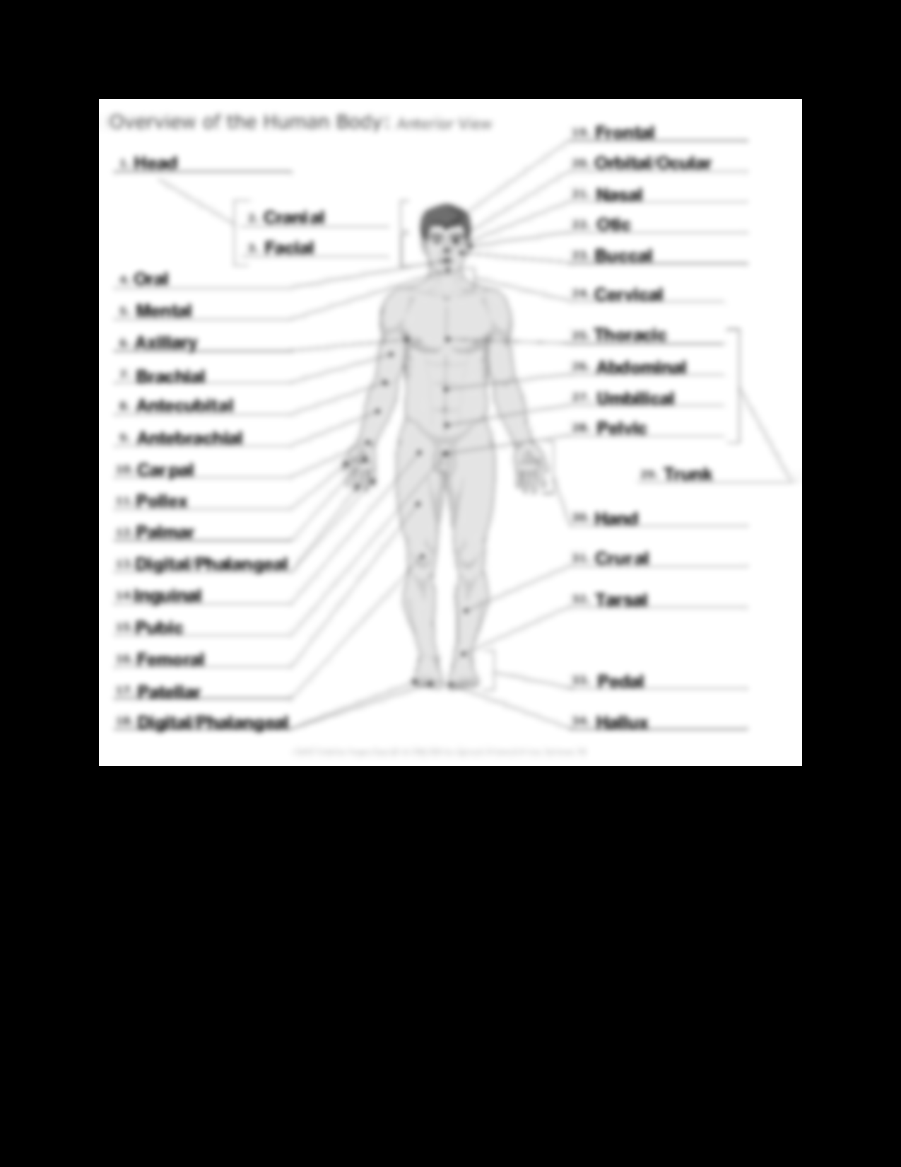 Human Anatomy Worksheets And Study Guides