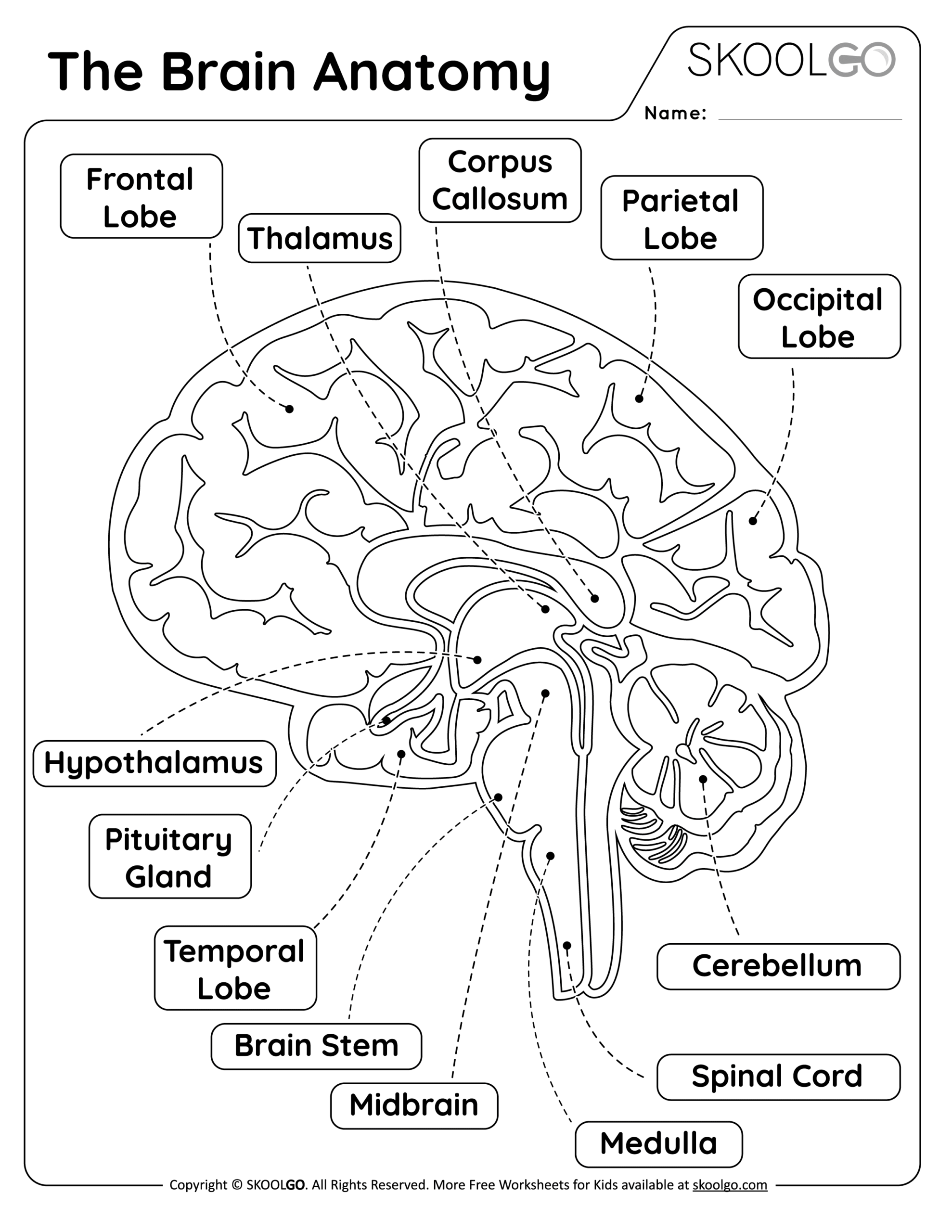 The Brain Anatomy Free Worksheet For Kids SKOOLGO The Brain Anatomy Free Worksheet For Kids SKOOLGO