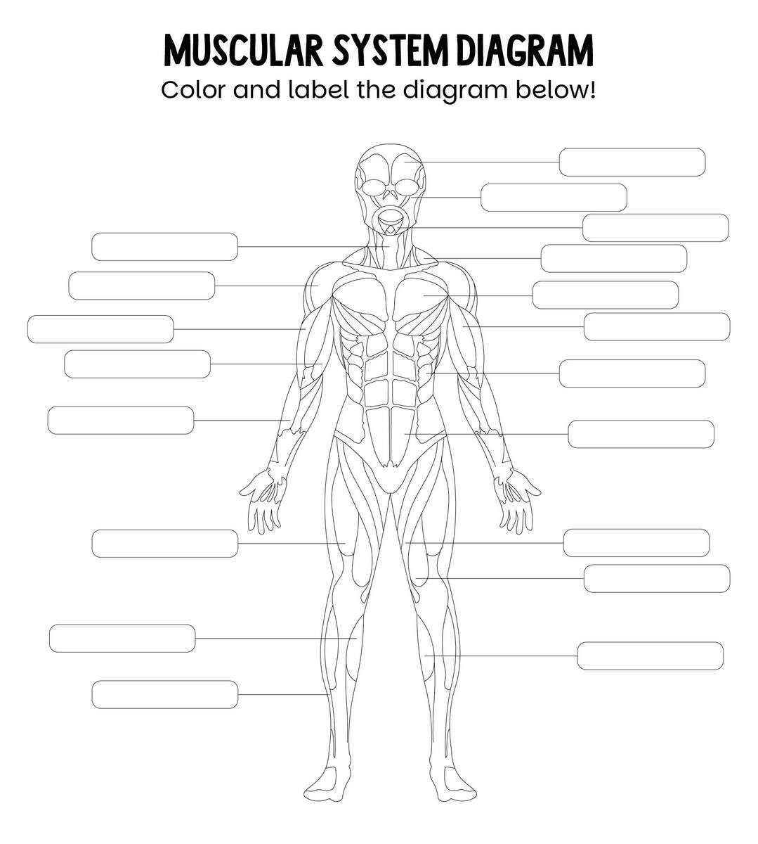 Worksheets Muscle Anatomy 10 Free PDF Printables Printablee Worksheets Muscle Anatomy 10 Free PDF Printables Printablee