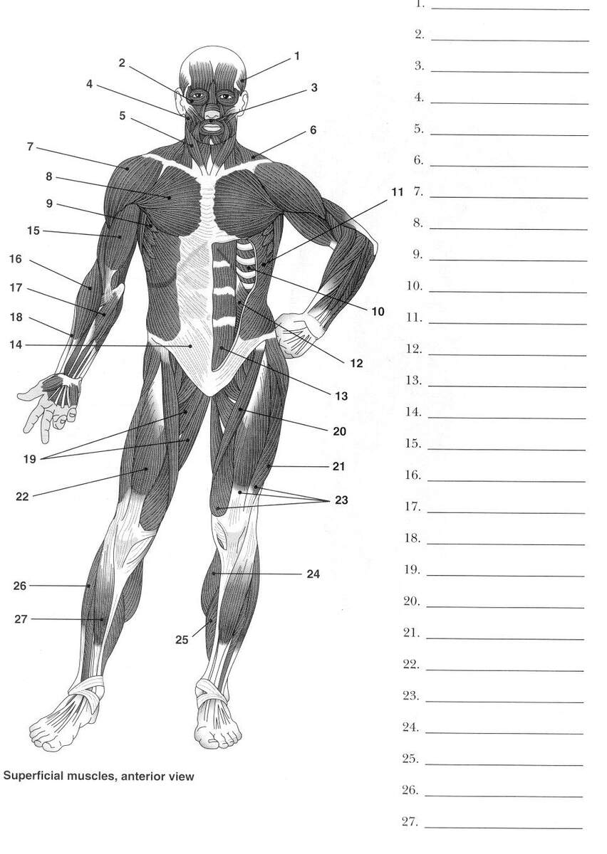 Worksheets Muscle Anatomy 10 Free PDF Printables Printablee Worksheets Muscle Anatomy 10 Free PDF Printables Printablee